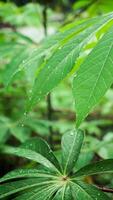 mandioca folhas estão verde depois de chuva, molhado com água gotas foto