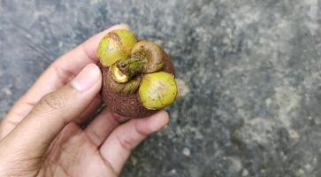 fechar acima Visão do uma homem segurando maduro local indonésio mangostão fruta, Castanho dentro cor. foto