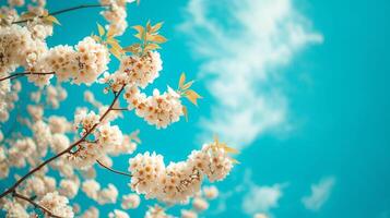 ai gerado branco flores florescendo em uma azul céu fundo foto