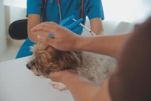 fechar-se tiro do veterinário mãos verificação cachorro de estetoscópio dentro veterinario clínica foto