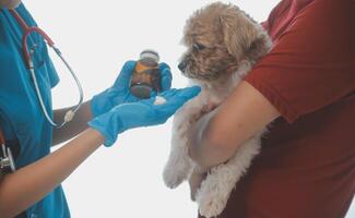 fechar-se tiro do veterinário mãos verificação cachorro de estetoscópio dentro veterinario clínica foto