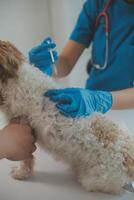 fechar-se tiro do veterinário mãos verificação cachorro de estetoscópio dentro veterinario clínica foto