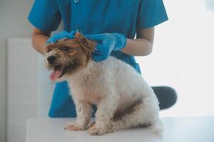 fechar-se tiro do veterinário mãos verificação cachorro de estetoscópio dentro veterinario clínica foto