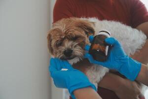 fechar-se tiro do veterinário mãos verificação cachorro de estetoscópio dentro veterinario clínica foto