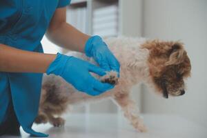 fechar-se tiro do veterinário mãos verificação cachorro de estetoscópio dentro veterinario clínica foto