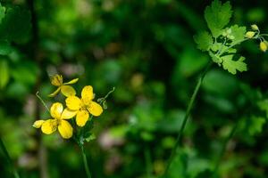 amarelo celandine flor em uma Sombrio verde fundo com uma bokeh efeito. todos estágios do a floração plantar. foto