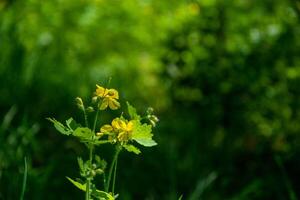 amarelo flores do celandine quelidônio majus eu. dentro a Primavera dentro a floresta n brilhante verde bokeh fundo foto