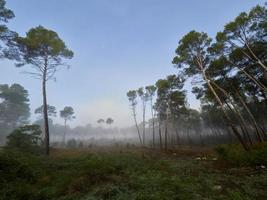 nevoeiro na floresta, bellus, espanha foto