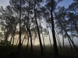 nevoeiro na floresta, bellus, espanha foto