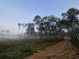 nevoeiro na floresta, bellus, espanha foto