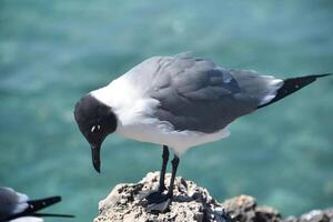 gaivota em pé em uma coral borda sobre água foto