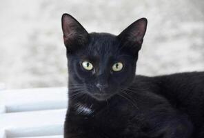 afiado amarelo piercing olhos em uma Preto gato foto