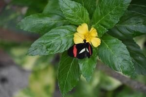 carteiro borboleta em uma pequeno amarelo flor dentro uma jardim foto