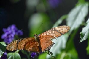 esfarrapado asas em a laranja chama borboleta foto