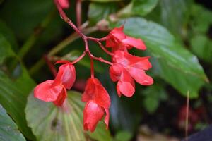 deslumbrante vermelho begônias florescendo e floração dentro a verão foto