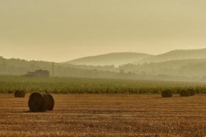 fardos de palha em um campo de cereais de manhã cedo, almansa, espanha foto