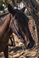 cavalo amarrado a uma árvore 4 foto