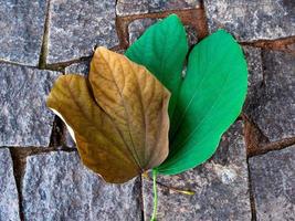 close-up de folha seca e folha verde tendo como pano de fundo ladrilhos de pedra foto