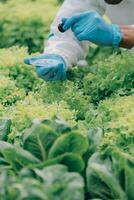 dois ásia agricultores inspecionando a qualidade do orgânico legumes crescido usando hidroponia. foto