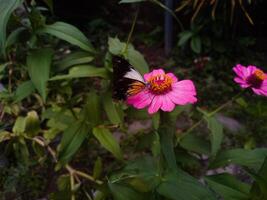borboleta em a florescendo Primavera flor foto