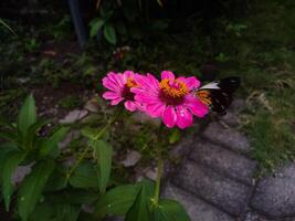 borboleta em a florescendo Primavera flor foto