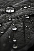 Preto e branco fotografia do uma folha com água gotas foto