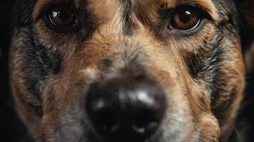 uma fechar acima do uma cachorro face com grande olhos foto