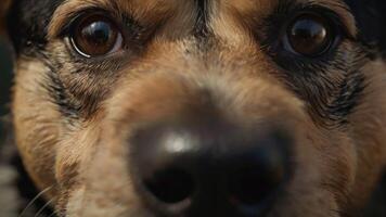 uma fechar acima do uma cachorro face com grande olhos foto