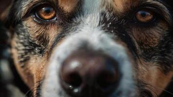 uma fechar acima do uma cachorro face com grande olhos foto