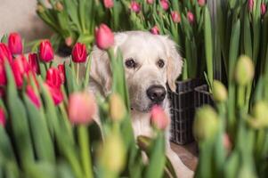 dourado retriever deitado entre tulipa flores foto