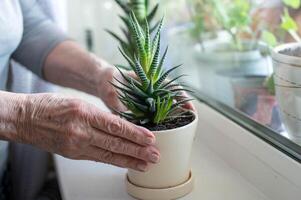 idosos pessoas mãos segurando uma em vaso aloés vera plantar em uma peitoril da janela. foto
