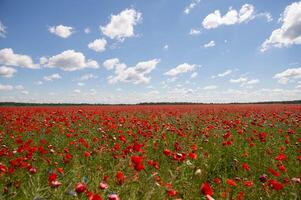 campo com vermelho papoula flores contra uma azul céu foto