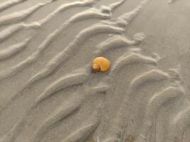 fóssil caramujos ou cartuchos em a de praia foto