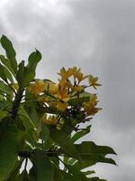 amarelo plumeria flores dentro florescer, com uma borrado fundo foto