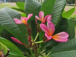 Rosa plumeria flores dentro florescer, com uma borrado fundo foto