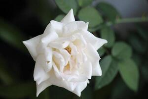 fechar acima do branco rosas com uma borrado fundo, dentro frente do a terraço do a casa foto