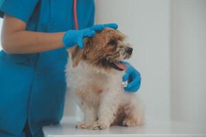 fechar-se tiro do veterinário mãos verificação cachorro de estetoscópio dentro veterinario clínica foto