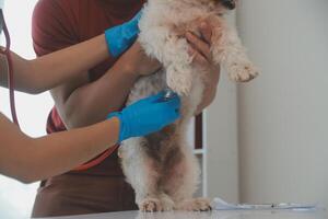 fechar-se tiro do veterinário mãos verificação cachorro de estetoscópio dentro veterinario clínica foto