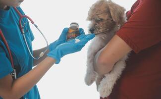 fechar-se tiro do veterinário mãos verificação cachorro de estetoscópio dentro veterinario clínica foto