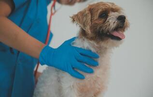 fechar-se tiro do veterinário mãos verificação cachorro de estetoscópio dentro veterinario clínica foto