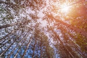 floresta com uma Visão a partir de a inferior do a árvore marquise, uma fotografia vitrines a pacífico e calmante atmosfera do uma floresta, convidativo espectadores para imergir si mesmos dentro natureza. foto