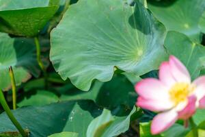 uma Rosa lótus flor balança dentro a vento, nelumbo nucífera. contra a fundo do seus verde folhas. lótus campo em a lago dentro natural ambiente. foto