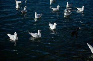 lindo pássaros natação dentro a lago do como. Lombardia. Itália. animais tema. animais e natureza. animais dentro animais selvagens. foto
