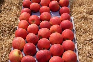 frutas e legumes estão vendido às uma bazar dentro Israel. foto