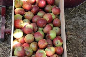 frutas e legumes estão vendido às uma bazar dentro Israel. foto