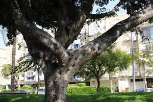 edifícios e estruturas dentro tel aviv contra a fundo do galhos e folhas do alta árvores foto