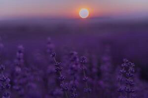 lavanda flor campo. tolet lavanda campo sanset fechar acima. lavanda flores dentro pastel cores às borrão fundo. natureza fundo com lavanda dentro a campo. foto