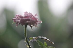roxa rosas exposto para água da chuva com uma embaçado fundo foto