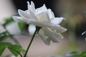 fechar acima do branco rosas com uma borrado fundo, dentro frente do a terraço do a casa foto