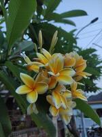 amarelo plumeria flores dentro florescer, com uma borrado fundo foto